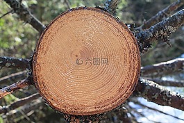 木材,性質(zhì),日志