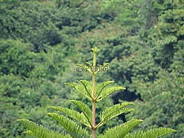 松,叢林,植被