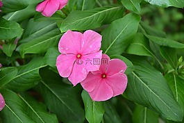 粉紅色的花朵,綠色樹葉,開花