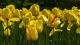 鮮花,郁金香,黃色