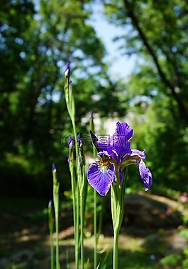 虹膜,看花,我