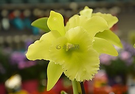 黃色的花,catleya,植物