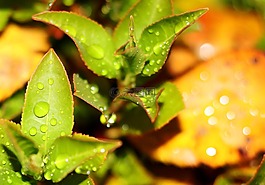 植物,綠色,雨