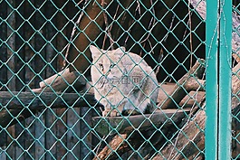 貓,野貓,野生動物