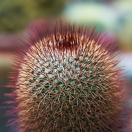 仙人掌,植物,性質(zhì)