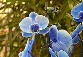 蓝色的兰花,花,植物