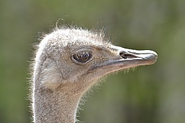 鴕鳥(niǎo),鳥(niǎo),動(dòng)物園