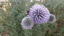 蜜蜂,花,授粉