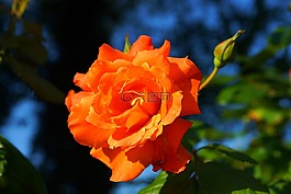 玫瑰,開花,橙