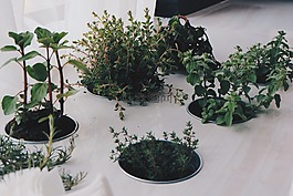 植物,中药,自然