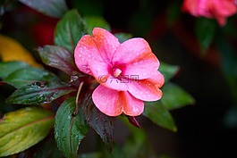 花卉,花盆,性质