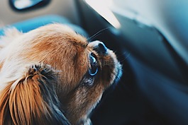 動物,狗,寵物
