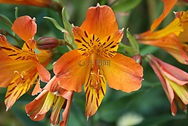 秘魯,百合,花