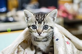動物,貓,肖像