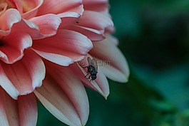 花,昆蟲,煙