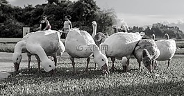 鵝,公園,寧靜