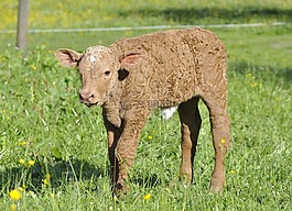 牛肉,年輕的動物,動物