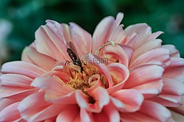 花,昆蟲,自然
