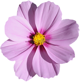 開花,紫,夏季