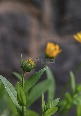 花,花園,黃色