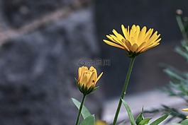 花,黃色,自然