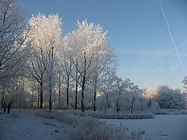 冬天,雪,林