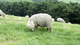 大關嶺,楊,牧場