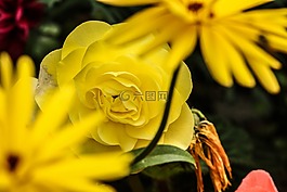 花,玫瑰,黃色