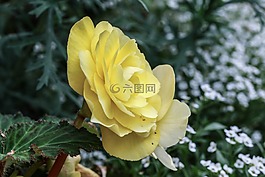 花,玫瑰,黃色