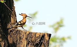 北京,戴勝,飛鳥