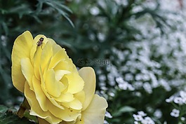 花,玫瑰,昆蟲