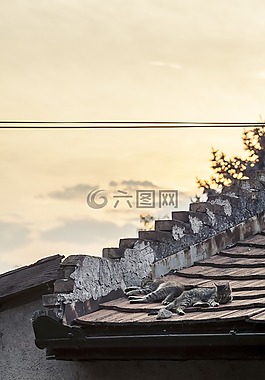 貓,睡眠,天臺(tái)