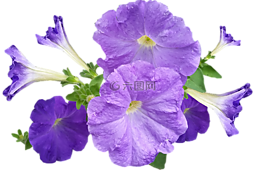 矮牵牛,鲜花,紫色