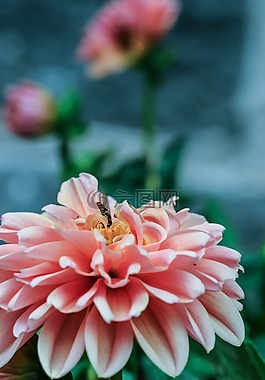 花,昆蟲,粉紅色