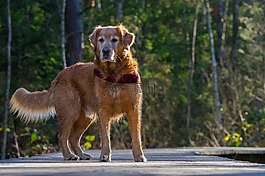 狗,动物肖像,hundeportrait