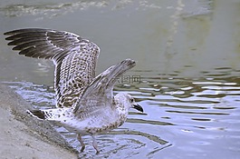 動物,海鷗,捕魚