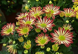 鮮花,菊花,開花