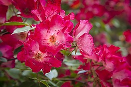 紅,花,性質(zhì)