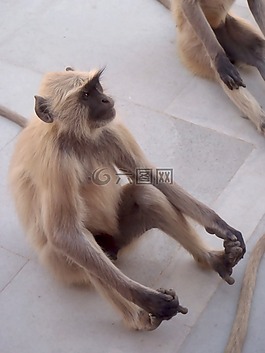 猴子,印度,動(dòng)物