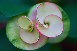 花卉,宏,性質(zhì)