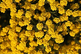 花,夏季,黃色