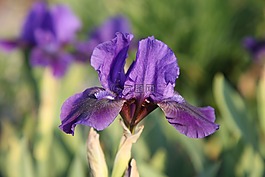 花,夏季,紫