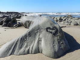 石,mar,海滩