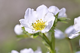 草莓,廠,花園