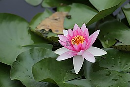 睡蓮,花,清新