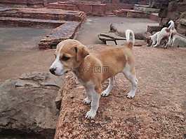 狗,動物,哺乳動物