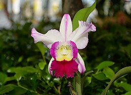 花,源語(yǔ)言,提供