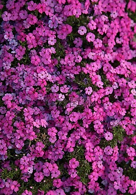 花,夏季,粉紅色