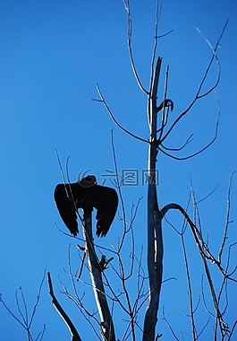 土耳其禿鷲,樹(shù),天空