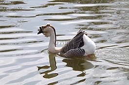 鵝,水,鳥